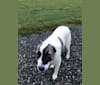 Jasper, an Anatolian Shepherd Dog and Great Pyrenees mix tested with EmbarkVet.com