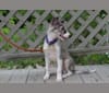 Twig, a Silken Windhound tested with EmbarkVet.com