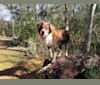 Photo of Maple, a Siberian Husky, Rat Terrier, Cocker Spaniel, and Australian Shepherd mix in Houston, Texas, USA