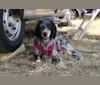 Daisy, an English Setter tested with EmbarkVet.com