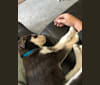 Lupo, a Siberian Husky and Golden Retriever mix tested with EmbarkVet.com