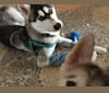 Loki, a Siberian Husky and Alaskan Malamute mix tested with EmbarkVet.com