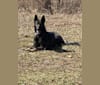 Photo of Emerick Valor Vom Duttenhof, a German Shepherd Dog  in Roanoke, Virginia, USA