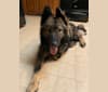 Xena, a German Shepherd Dog and Norwegian Elkhound mix tested with EmbarkVet.com