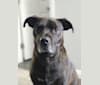 Photo of Zeke, an American Pit Bull Terrier, Great Dane, and Cane Corso mix in Medina, Ohio, USA