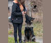 Photo of Carma, a German Shepherd Dog  in Wisconsin, USA