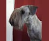 Leyla, a Cesky Terrier tested with EmbarkVet.com