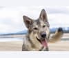 Photo of Lark, a Siberian Husky, Karelian Bear Dog, Alaskan Malamute, German Shepherd Dog, and Irish Wolfhound mix