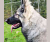 Photo of Gemma, a German Shepherd Dog 