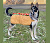 Peppermint, a German Shepherd Dog and Siberian Husky mix tested with EmbarkVet.com