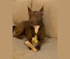 Juniper, an American Pit Bull Terrier and German Shepherd Dog mix tested with EmbarkVet.com