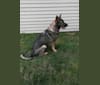 KEREN, a German Shepherd Dog tested with EmbarkVet.com