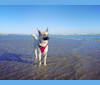 Cosmo, a German Shepherd Dog and Siberian Husky mix tested with EmbarkVet.com