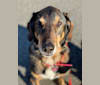 Tori, a Norwegian Elkhound and Black and Tan Coonhound mix tested with EmbarkVet.com