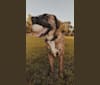 Zeus, a Labrador Retriever and Boxer mix tested with EmbarkVet.com