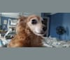 Caesar, a Chihuahua and Dachshund mix tested with EmbarkVet.com