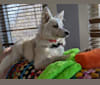 Sookie, an American Eskimo Dog tested with EmbarkVet.com