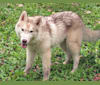Wendy, a Siberian Husky tested with EmbarkVet.com