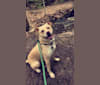 Otis, a German Shepherd Dog and Rottweiler mix tested with EmbarkVet.com