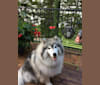 Avy, a Siberian Husky tested with EmbarkVet.com