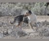 Photo of Try, a Border Collie, Whippet, Russell-type Terrier, Border Terrier, and Staffordshire Bull Terrier mix in Pahrump, NV, USA