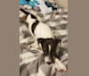 Bernie, a Russell-type Terrier and Rat Terrier mix tested with EmbarkVet.com