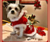 Photo of Remi Malta Hardinger, a Chihuahua, Maltese, and Shih Tzu mix in Ohio, USA
