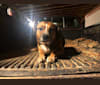 Don, a Boxer and Beagle mix tested with EmbarkVet.com