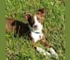 Photo of Flea, a Chihuahua, Russell-type Terrier, Poodle (Small), Australian Shepherd, and Mixed mix in Knoxville, Tennessee, USA
