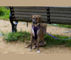 Photo of Lola, a Boxer, Labrador Retriever, and Great Pyrenees mix in Texas, USA