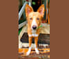 Antosha, an Arabian Village Dog tested with EmbarkVet.com