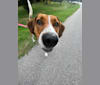 Stella, a Treeing Walker Coonhound and Australian Shepherd mix tested with EmbarkVet.com