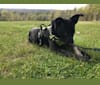 Photo of Ru, an American Pit Bull Terrier, German Shepherd Dog, Australian Cattle Dog, and Mixed mix in Kentucky, USA