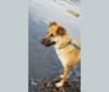 Duncan, a German Shepherd Dog and Chow Chow mix tested with EmbarkVet.com