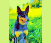 Finn, an Australian Cattle Dog and Labrador Retriever mix tested with EmbarkVet.com