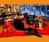 Koda, an Australian Cattle Dog and Chow Chow mix tested with EmbarkVet.com