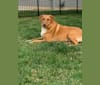 Lulu, a Labrador Retriever and Staffordshire Terrier mix tested with EmbarkVet.com