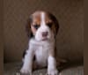 Nick, a Beagle tested with EmbarkVet.com