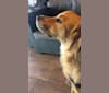 Photo of Gus, a Russell-type Terrier, Cocker Spaniel, Shetland Sheepdog, Australian Cattle Dog, and Golden Retriever mix in Gardnerville, Nevada, USA