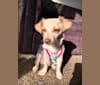 Mia, a Chihuahua and Poodle (Small) mix tested with EmbarkVet.com