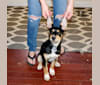 Asher, a Rottweiler and German Shepherd Dog mix tested with EmbarkVet.com