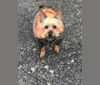 Diesel, a Silky Terrier tested with EmbarkVet.com