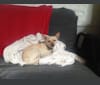 Koji, a Chihuahua and Bichon Frise mix tested with EmbarkVet.com