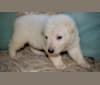MAQ, a German Shepherd Dog and Alaskan Malamute mix tested with EmbarkVet.com