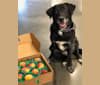Soya, a Labrador Retriever and Chow Chow mix tested with EmbarkVet.com