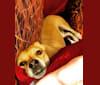 Asiago, a Chihuahua and Pomeranian mix tested with EmbarkVet.com