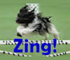 Zing!, a Schapendoes tested with EmbarkVet.com