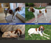 Jackson Otis, an American English Coonhound tested with EmbarkVet.com