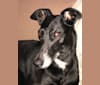 Photo of Zula, a Greyhound, American Pit Bull Terrier, Australian Shepherd, and Australian Cattle Dog mix in Texas, USA