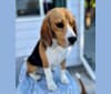 Tex, a Beagle tested with EmbarkVet.com